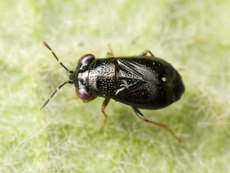 Geocoris ater (Fabricius, 1787)